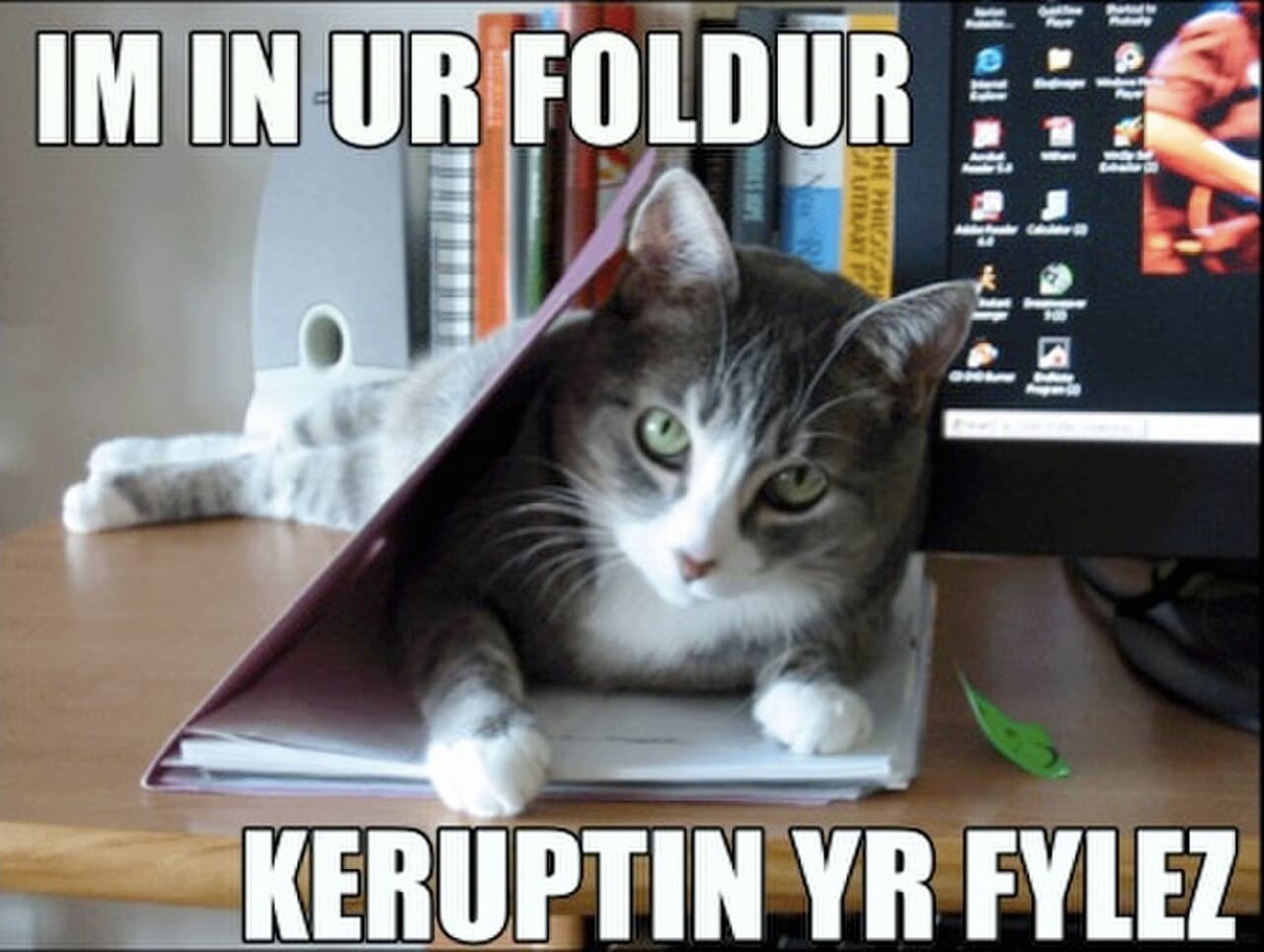 Ceiling Cat