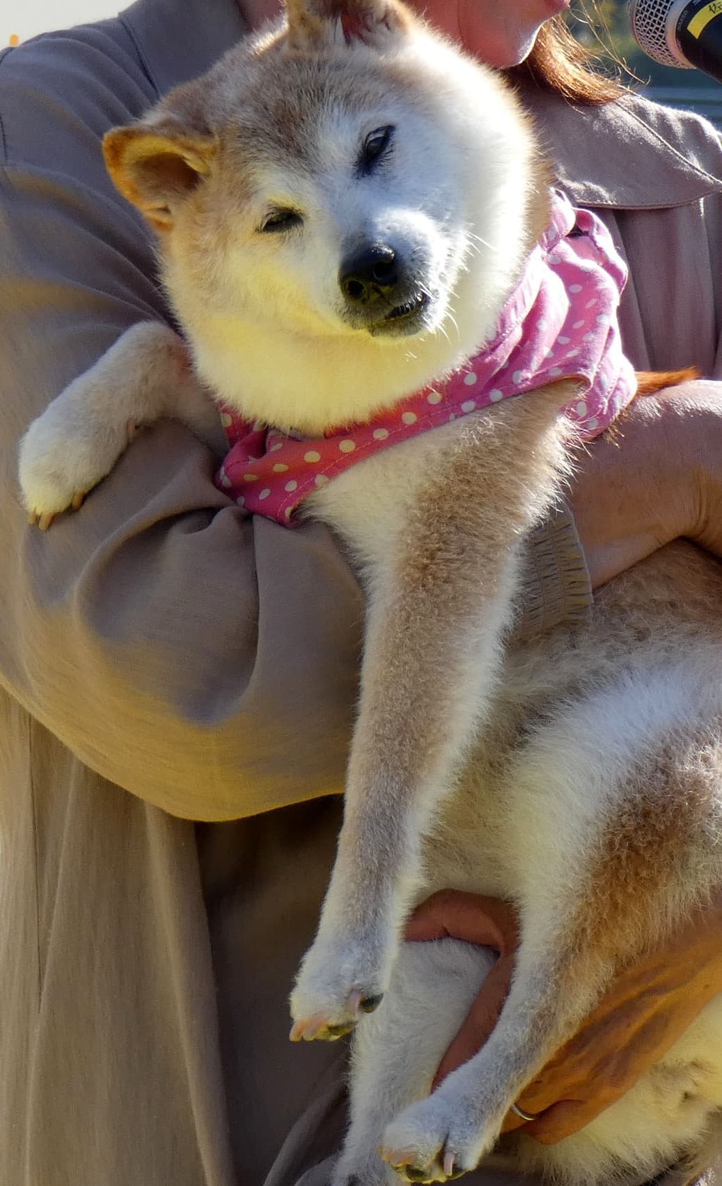 Doge