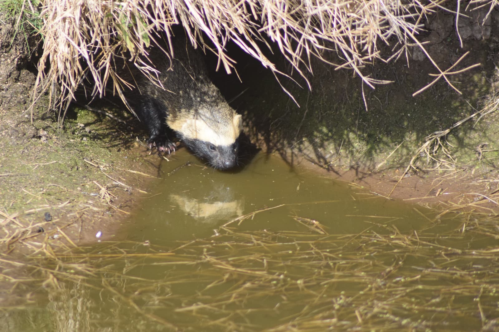 Honey Badger Don't Care