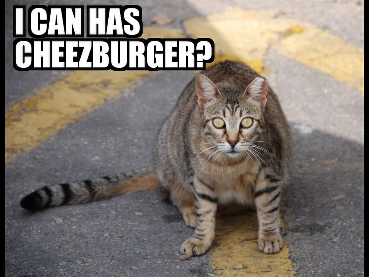 LOLcats and I Can Has Cheezburger?
