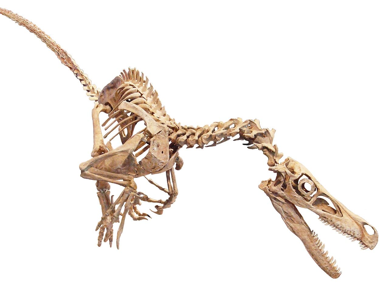 Philosoraptor