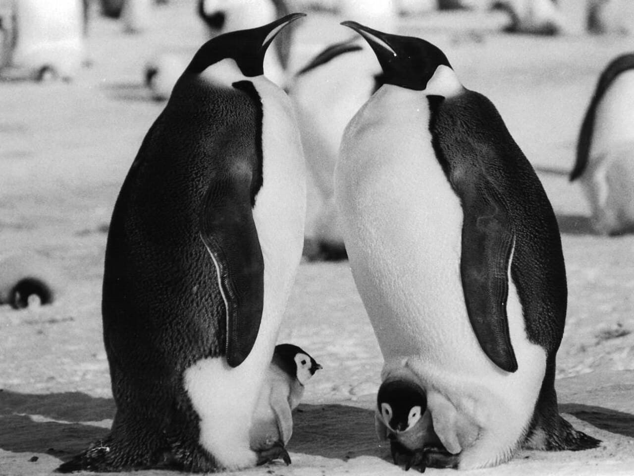 Pudgy Penguins Community Rescue