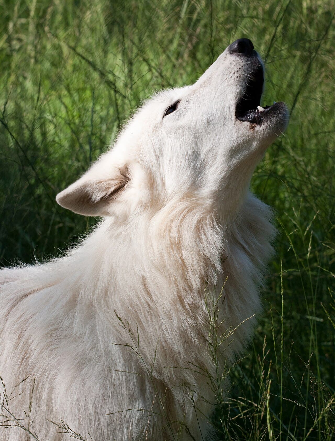 Three Wolf Moon Amazon Reviews