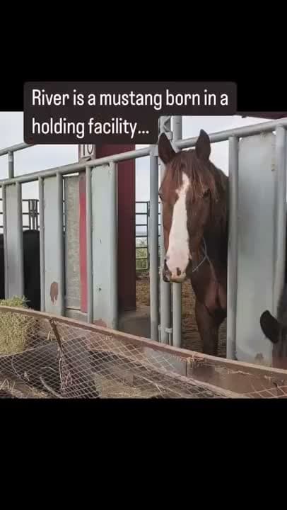 Our beloved River was never wild and never free, though he was born a mustang. His story began tragically, his