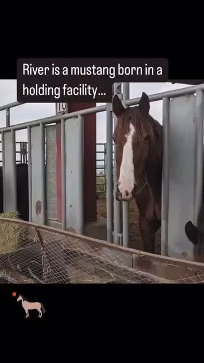 Our beloved River was never wild and never free, though he was born a mustang. His story began tragically, his