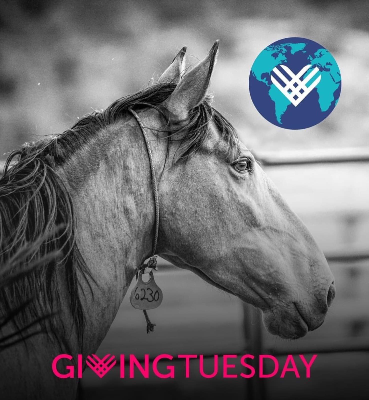 It’s Giving Tuesday and the kickoff of the fundraising season!