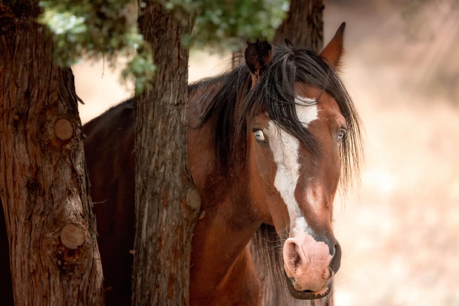Are you ready to learn more about the wild horse that captured hearts across the world? Let me introduce you t