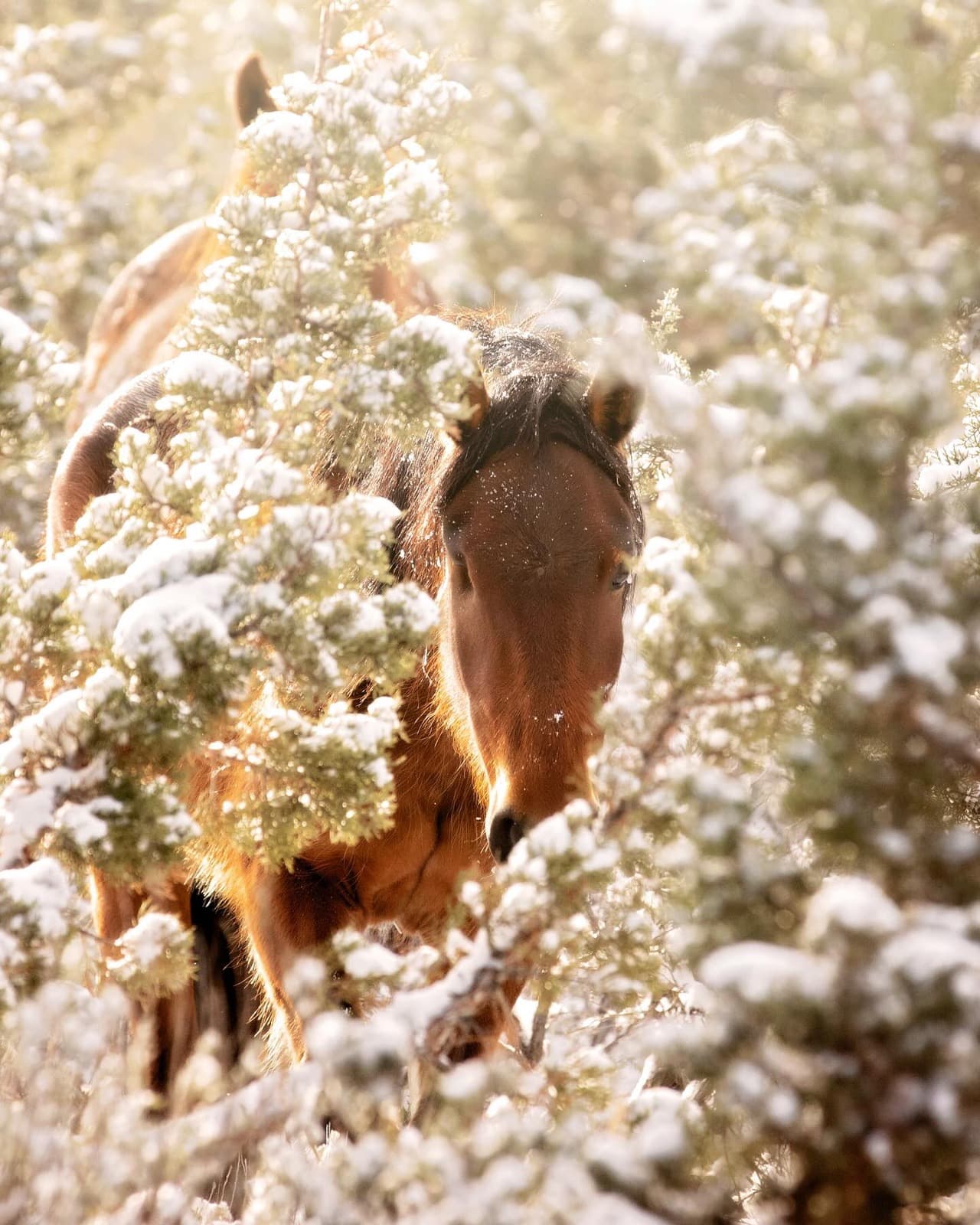 For those who have followed my visits to @skydogsanctuary, you know my favorite horse there is Jack Sparrow. J
