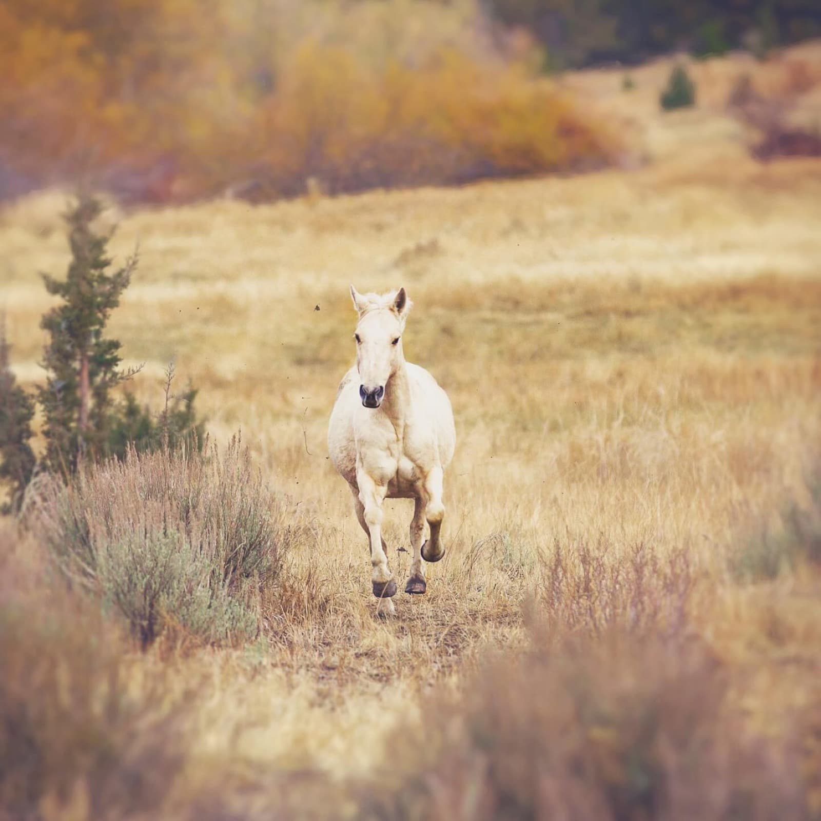 I’ll never forget the first time I met Little Girl, a pint-sized Palomino with big boss energy. It was Fall 20
