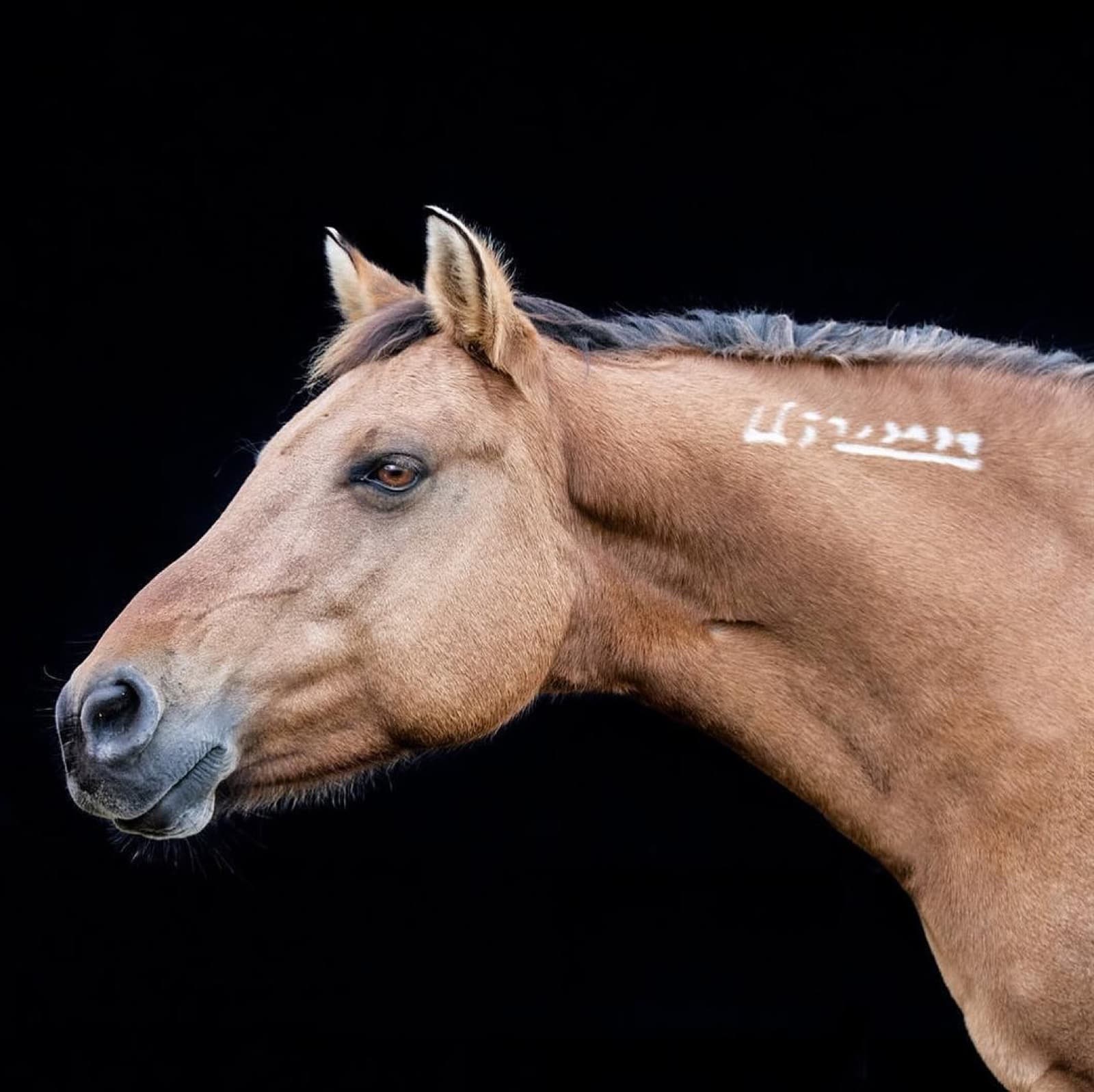Flax and Valor were my first two wild horses, adopted at the same time. Flax is from the rugged Pryor Mountain