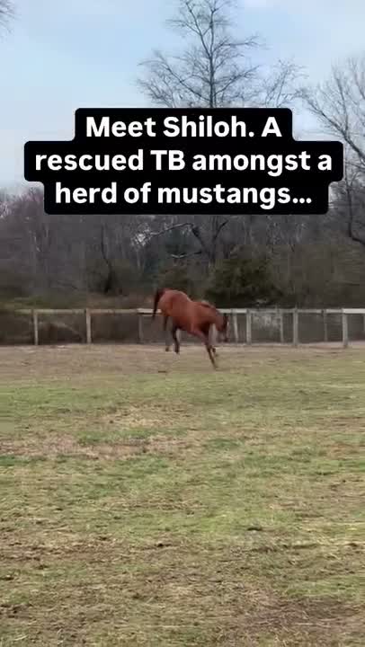 Meet Shiloh. Board member Dana found her in a North Carolina kill pen, severely emaciated with a body score of