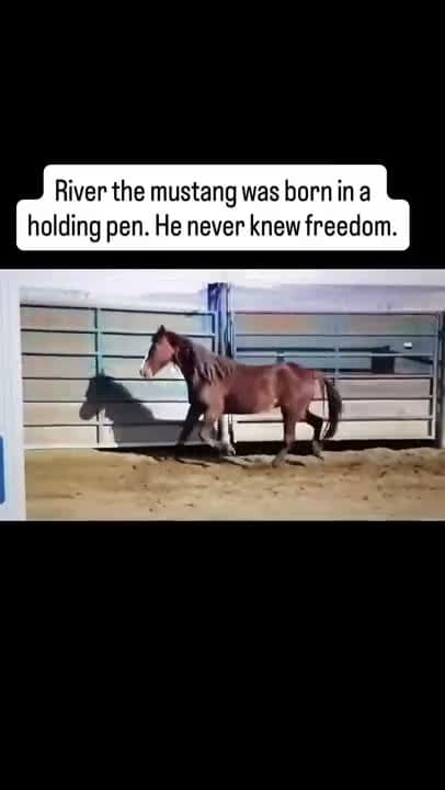River’s life didn’t start easy. He was born in a government holding pen and never knew freedom. At seven years