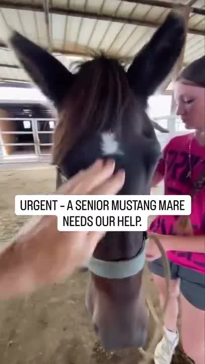 URGENT - SENIOR MUSTANG NEEDS OUR HELP