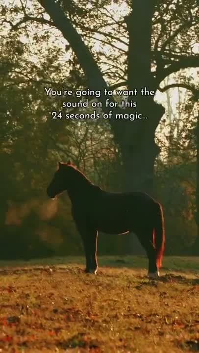 The way he runs back to his family as they wait for him in the woods