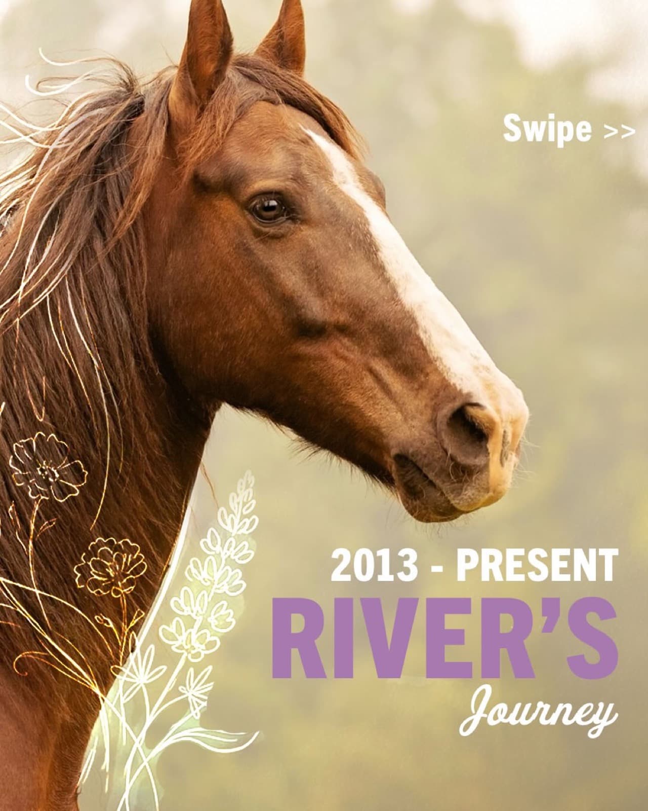 When a rescue or sanctuary takes in an animal, most of the time we’re stepping into a story that has been writ