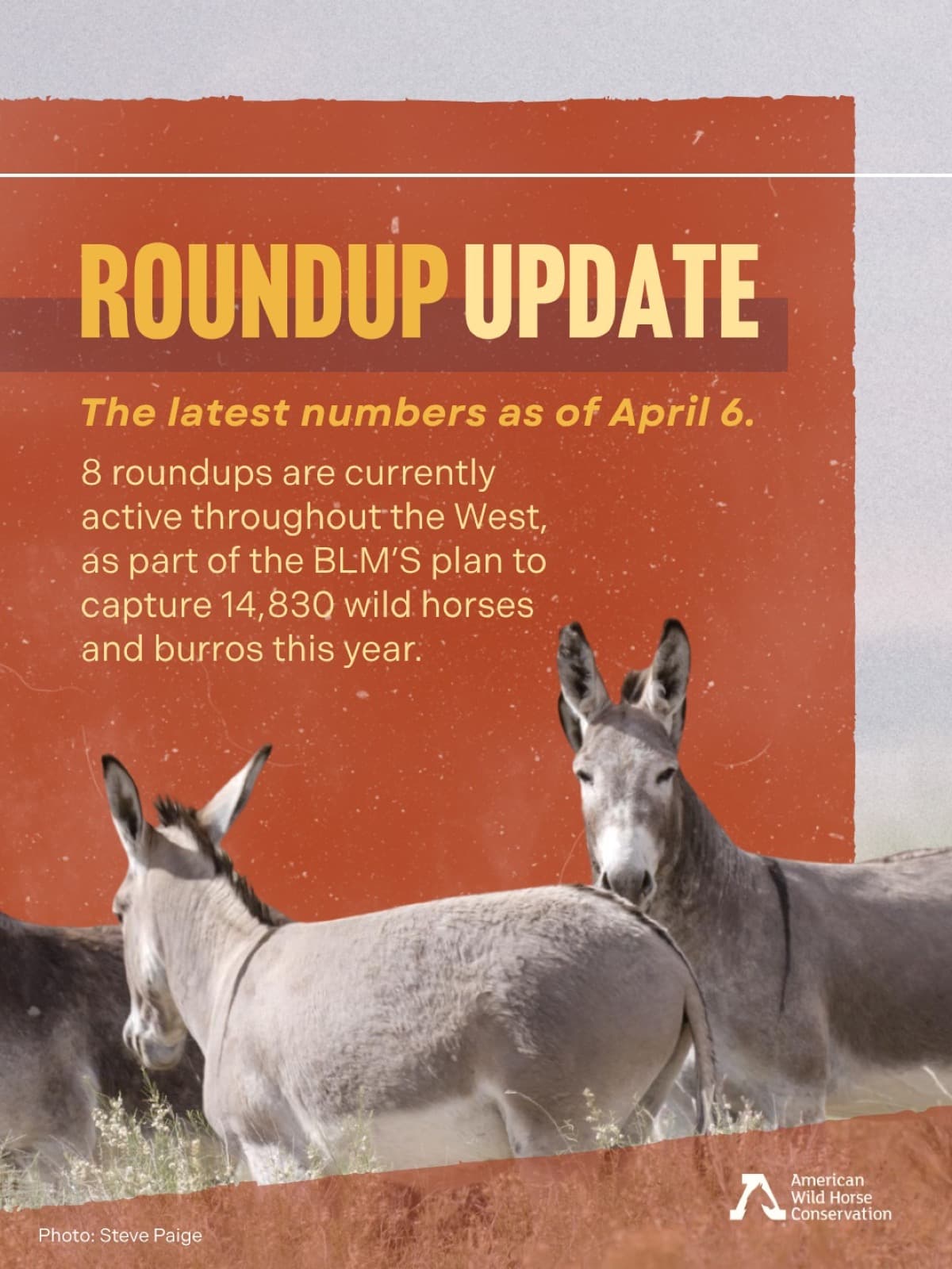 Right now, as newborn foals and heavily pregnant mares are at their most vulnerable, 8 wild horse and burro ro