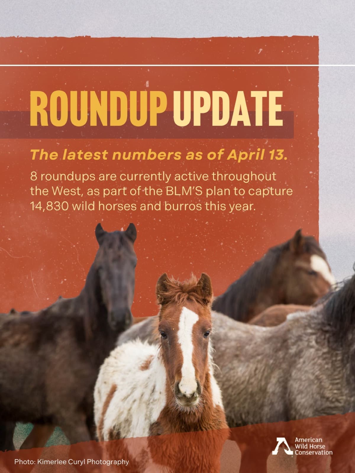 Right now, eight wild horse and burro roundups are unfolding across the West. These operations are part of the