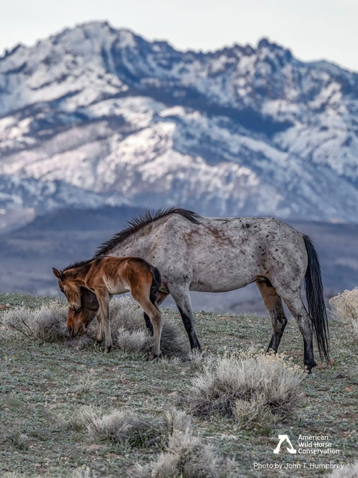 This little bitty Fish Springs foal is our one and only baby this year. Like every foal, Princess is very atta
