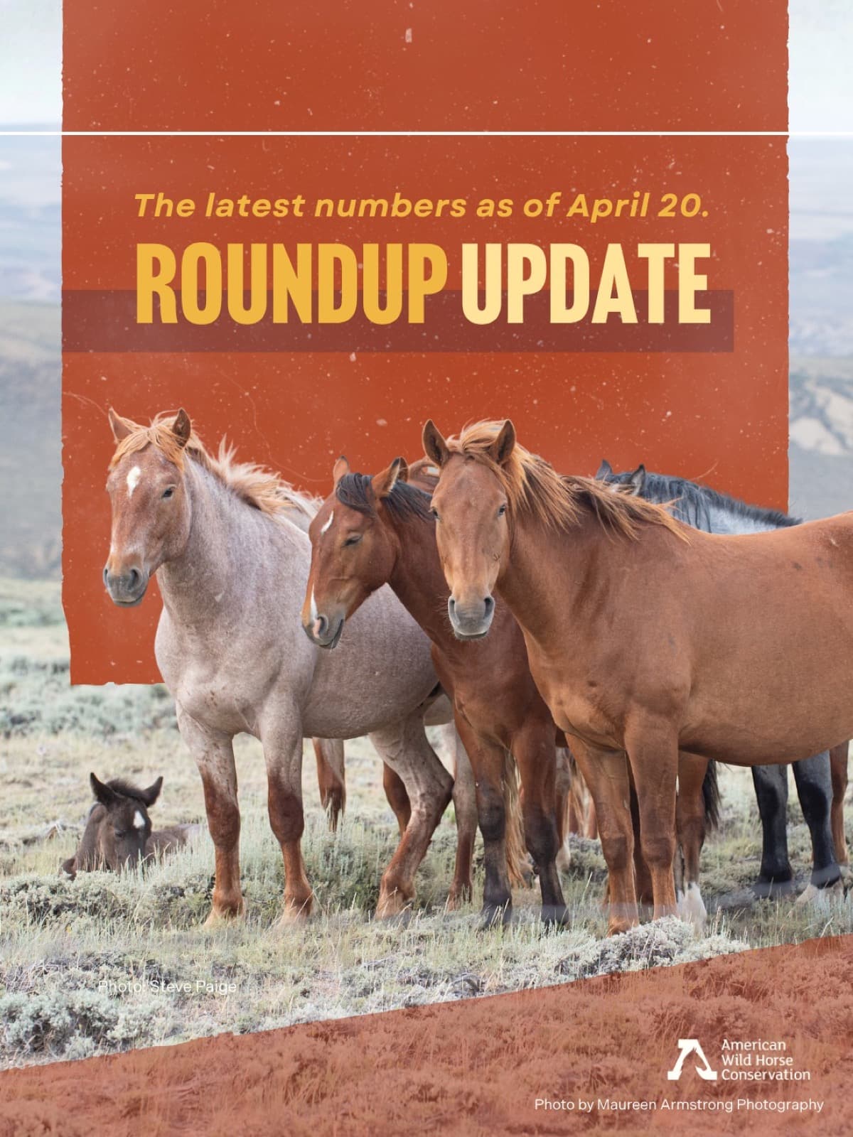 Two of eight ongoing bait and trap roundups have concluded. The Bullfrog HMA (Nevada) wild burro roundup concl