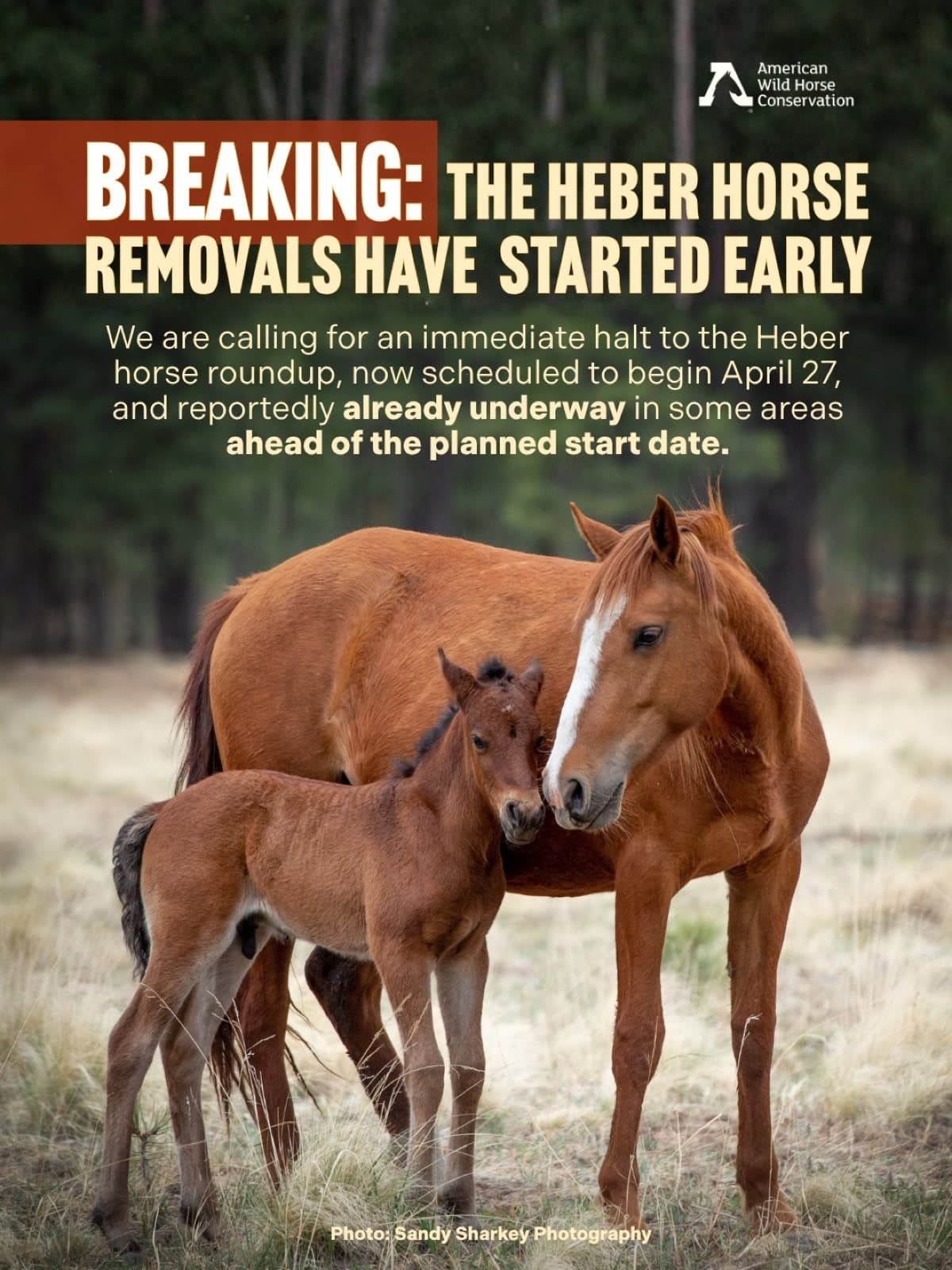 URGENT: Heber horses are actively being captured and removed in and around Arizona's Heber Wild Horse Territor