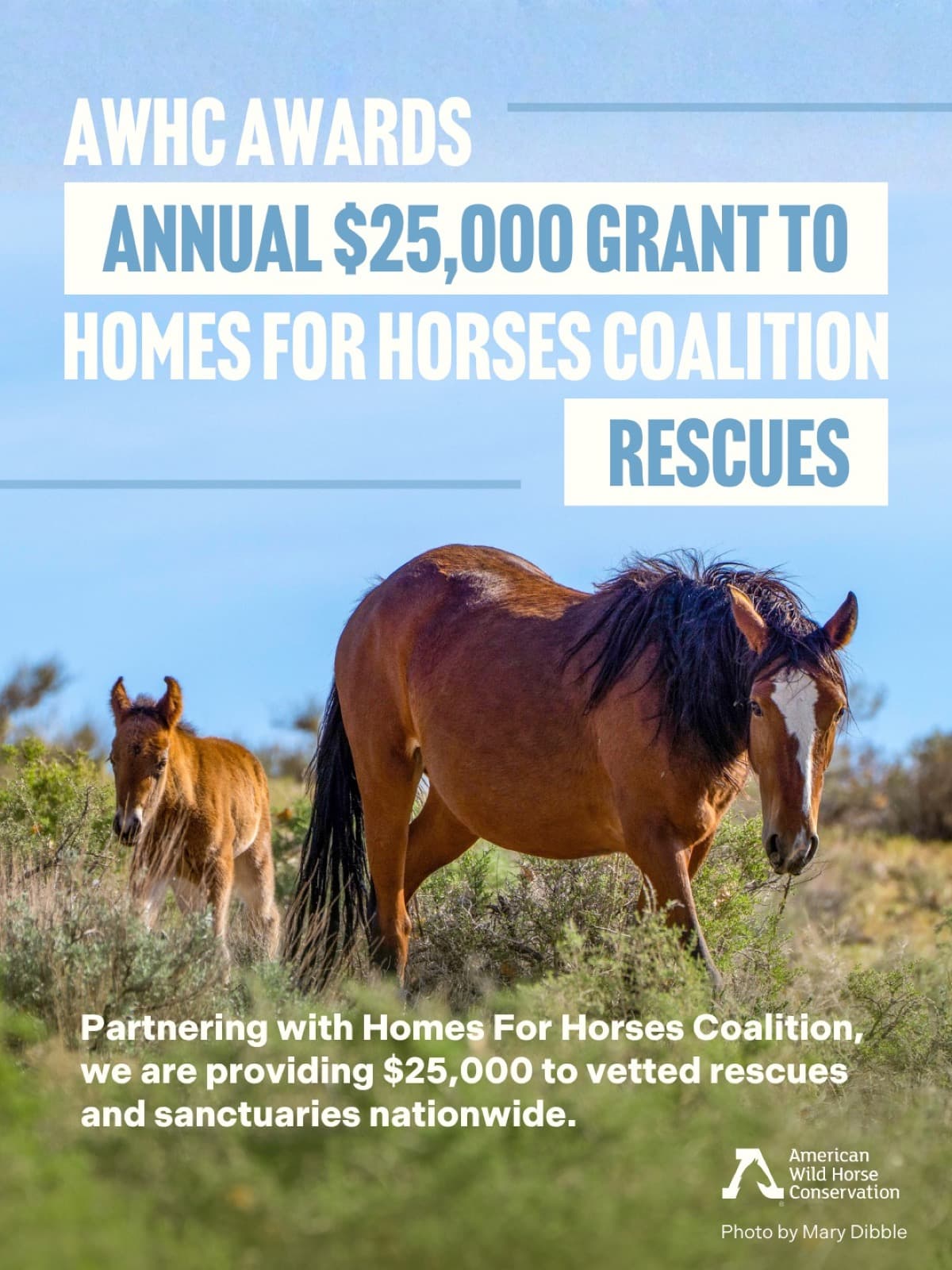 Big News for Help a Horse Day!