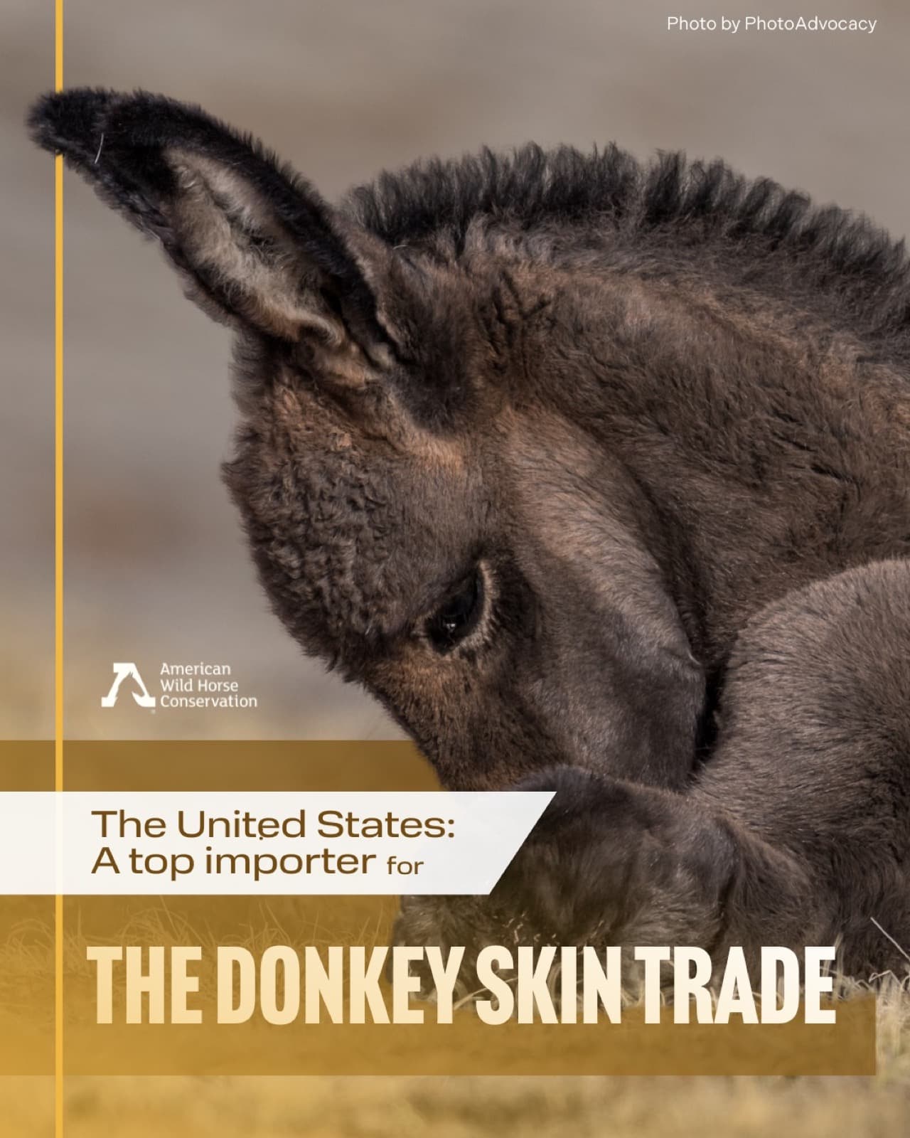 The Ejiao Act, reintroduced by Representative Don Beyer (D-VA-8) last year, aims to halt the United State's ro