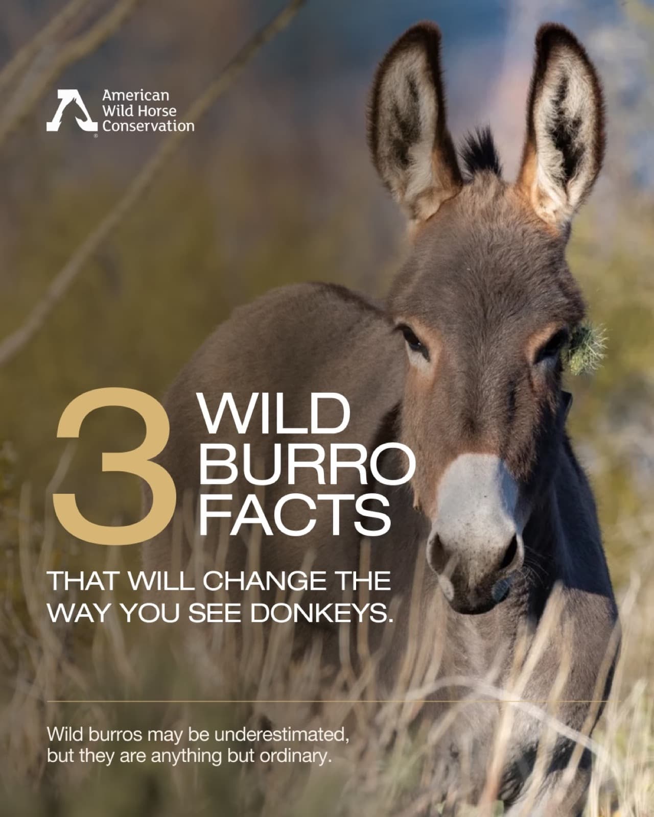 Wild burros have survived the deserts of the American West for generations, intelligent, resilient animals uni
