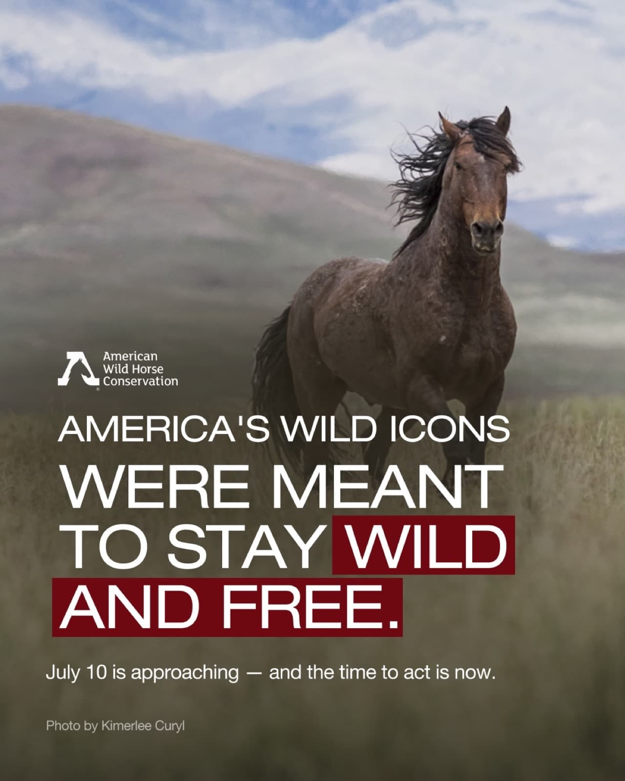 ‼️A WILD HORSE ROUND-UP IS COMING ‼️
