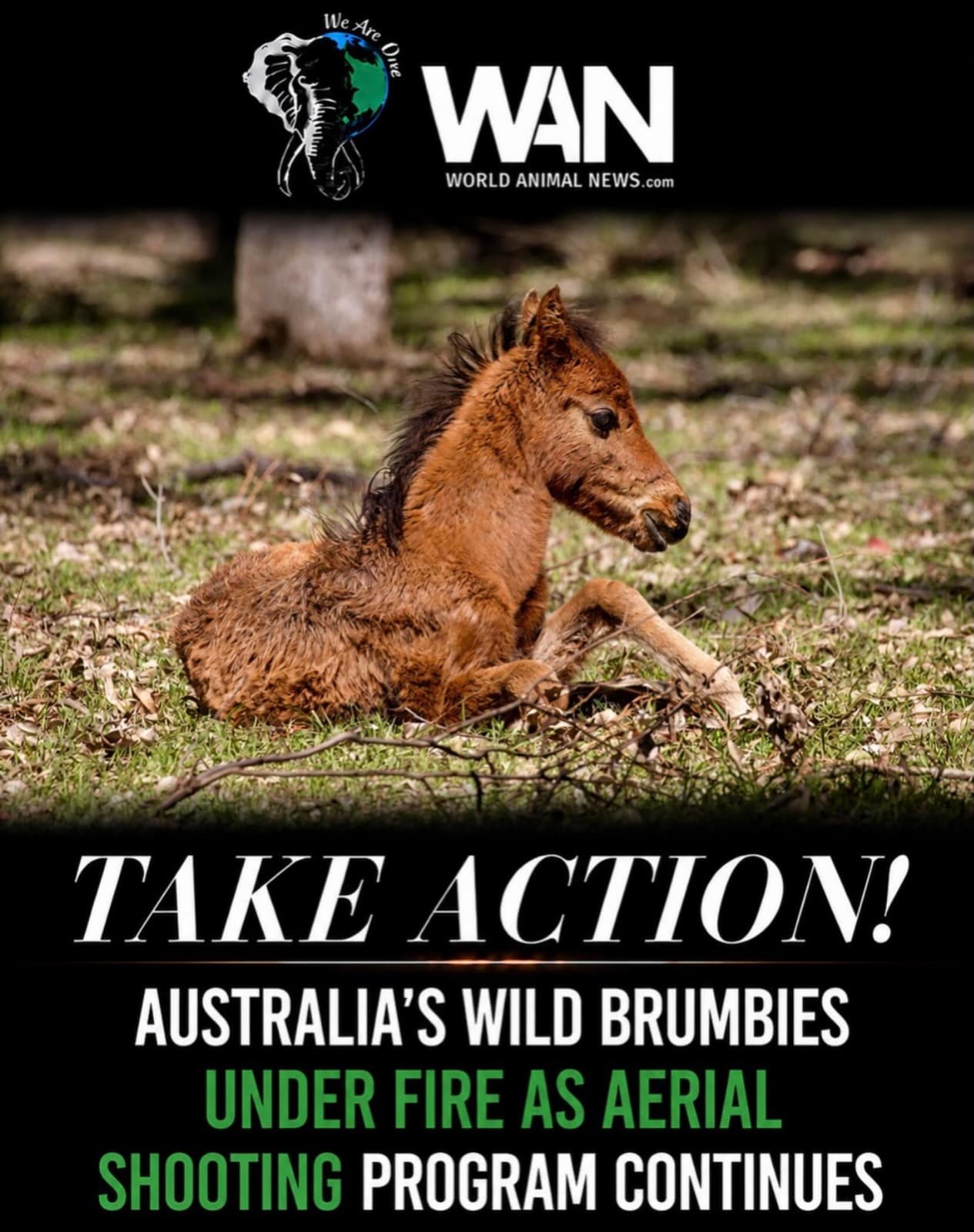 TAKE ACTION FOR AUSTRALIA’S WILD BRUMBIES!