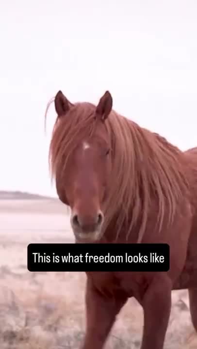 On July 10, one of the largest wild horse roundups of the year is scheduled to begin.