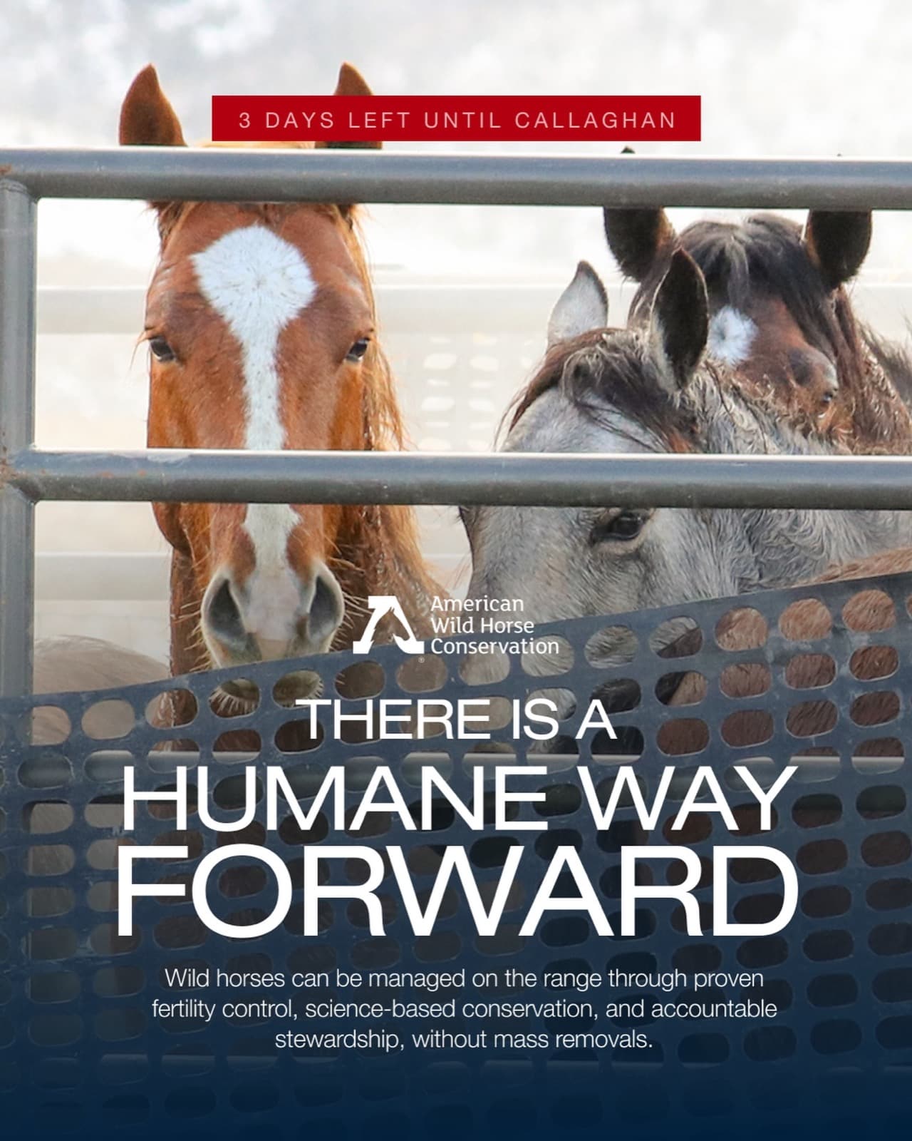 The future of America’s wild horses doesn’t have to be decided by helicopter roundups.