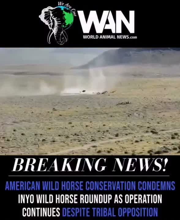 A controversial helicopter roundup of wild horses is underway in California’s Mono Basin, despite efforts by t