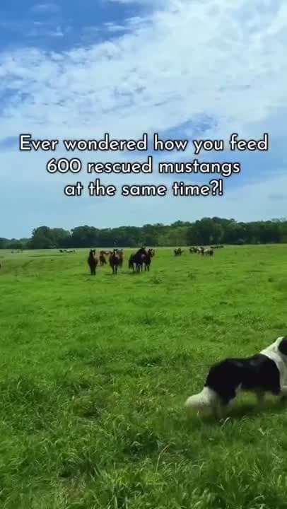 Rescue isn’t one dramatic day at an auction…