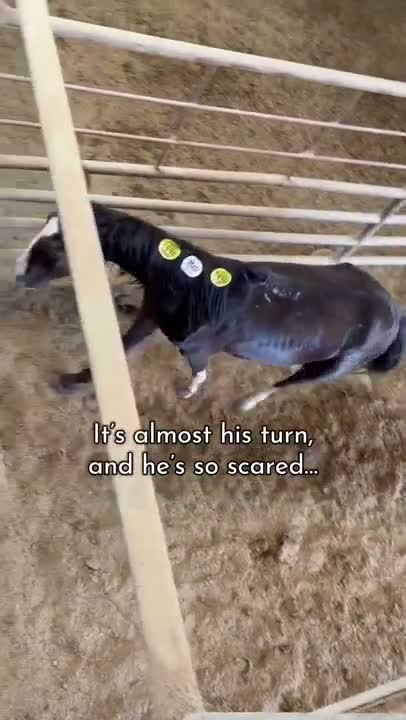 He’s the older son from the group of mares with young babies that were working on…