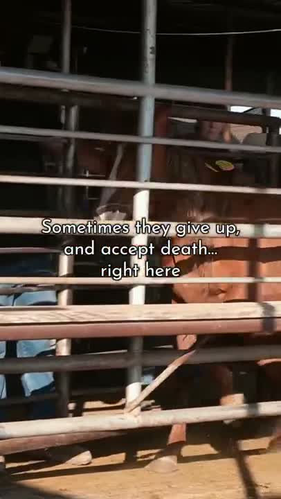 America’s Wild Horses deserve better than THIS.