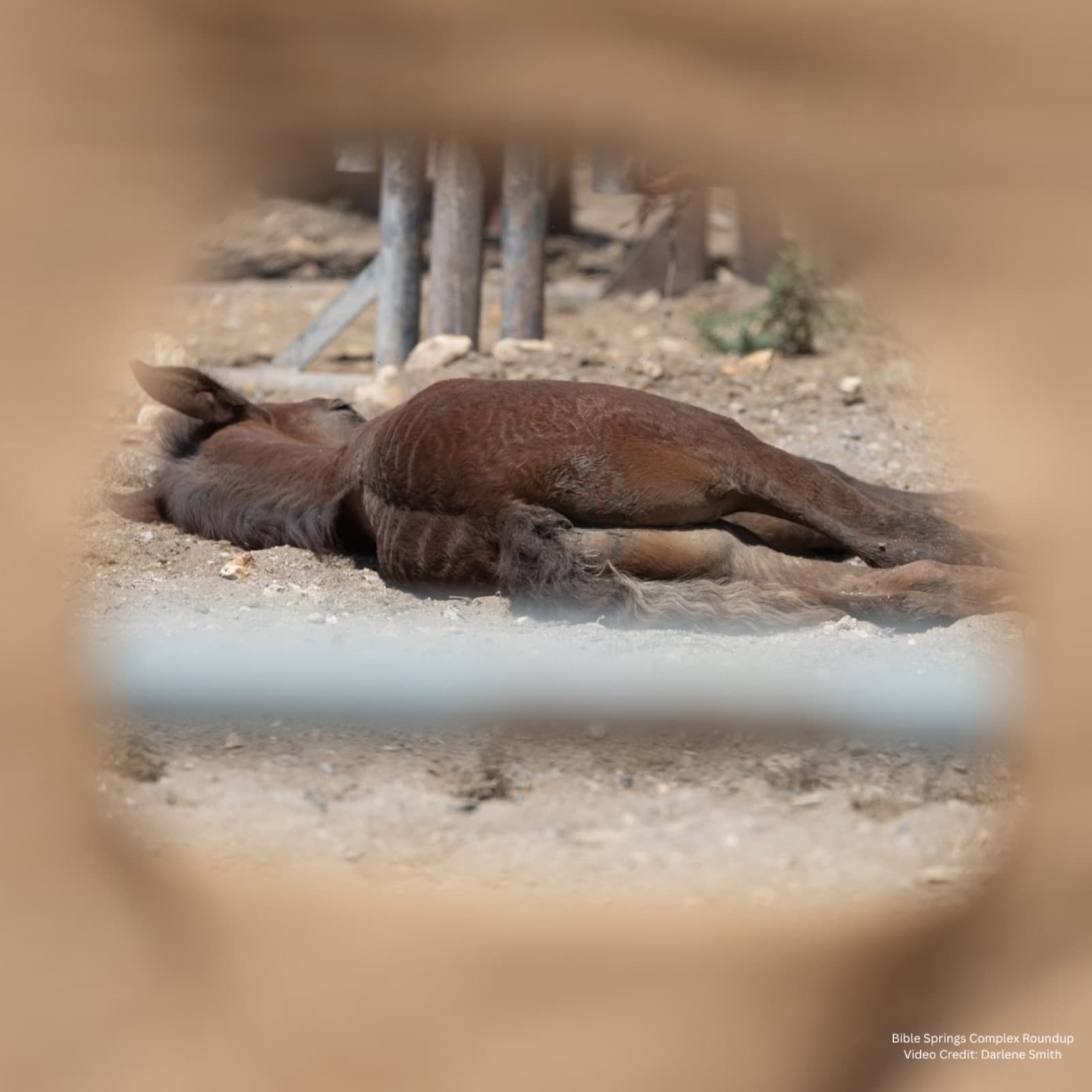 Across the West, wild horses are enduring another devastating roundup season.