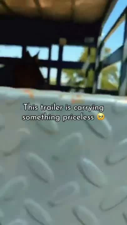 Inside this trailer are wild mothers who never gave up on their babies.