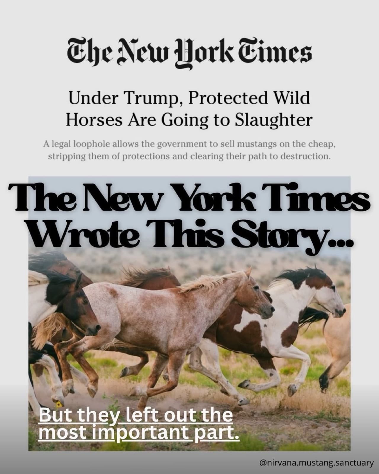 The New York Times just published the wild horse slaughter story.