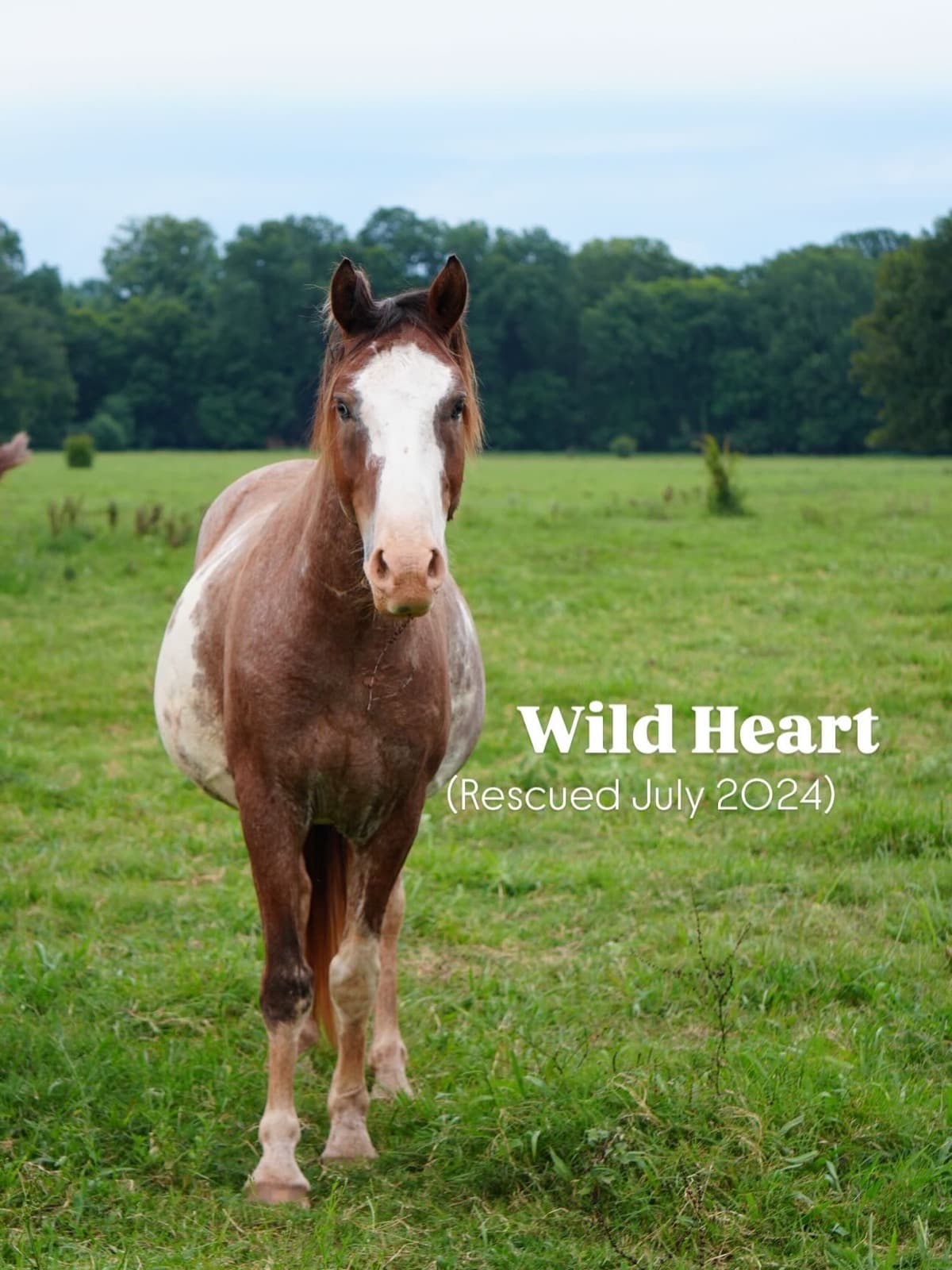 At some point in the past, every horse you see here was just a number. A holding number, an auction tag number
