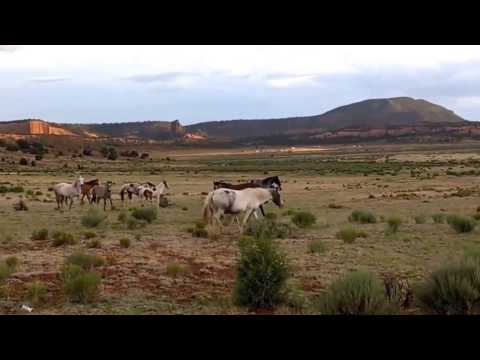 Majestic and Free II-The Wild Horses of the Navajo Nation