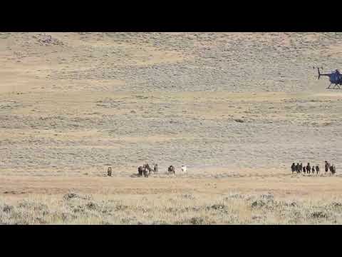 North Landers Complex, WY BLM Wild Horse Round-Up 7/1/24 Video 7