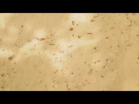 Porcelain id - Lights! Pt. 2 feat. Pear Tree & TJE (EVERYTHING IS VOCALS) (Official Video)