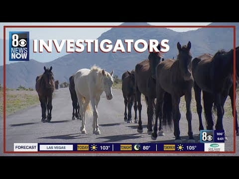 Nevada wild horse herds in crosshairs of 'Big Beautiful Bill' funding cuts