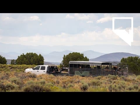 The battle over how to manage Nevada’s wild horses