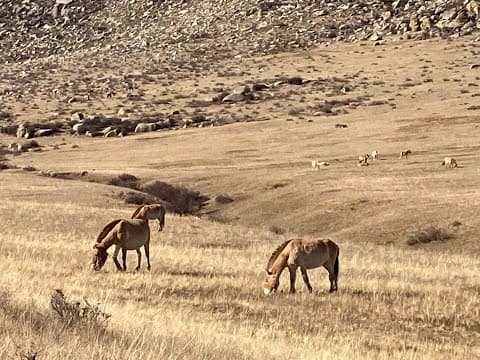 Celebrating 30 Years of Wild Takhi Conservation