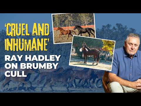 Ray Hadley slams Minns' government brumby cull: 'Cruel and inhumane'