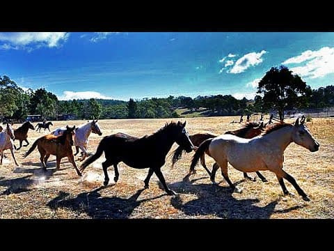 THE BRUMBIES OF THE TINDERRY RANGE • AN AUSTRALIAN STORY