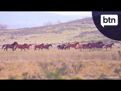 Brumby Control - Behind the News