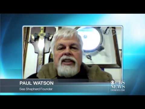 Japan suspends Great Southern Ocean whaling slaughter
