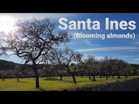 IBIZA 2021-BLOOMING ALMONDS SANTA INES
